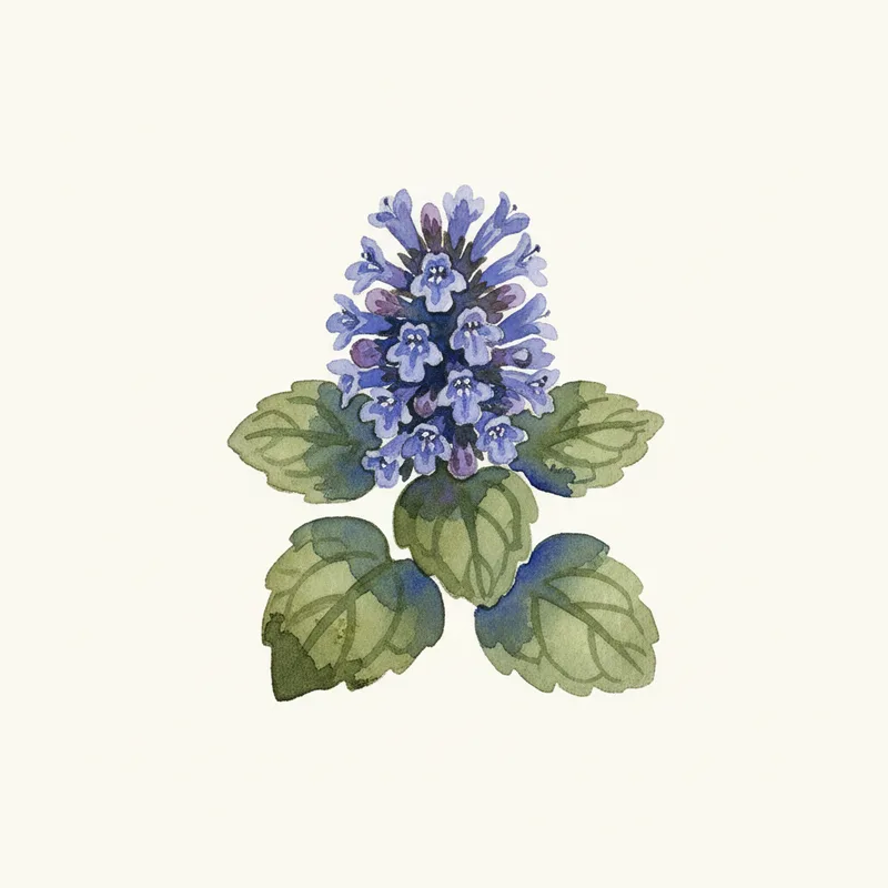 Ajuga