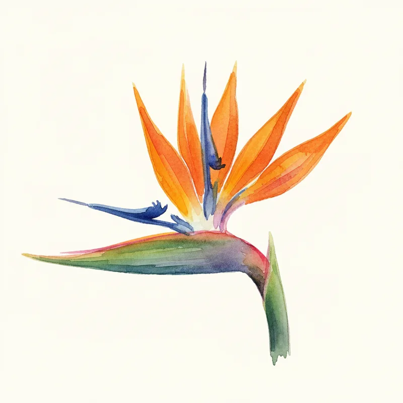 Bird of Paradise