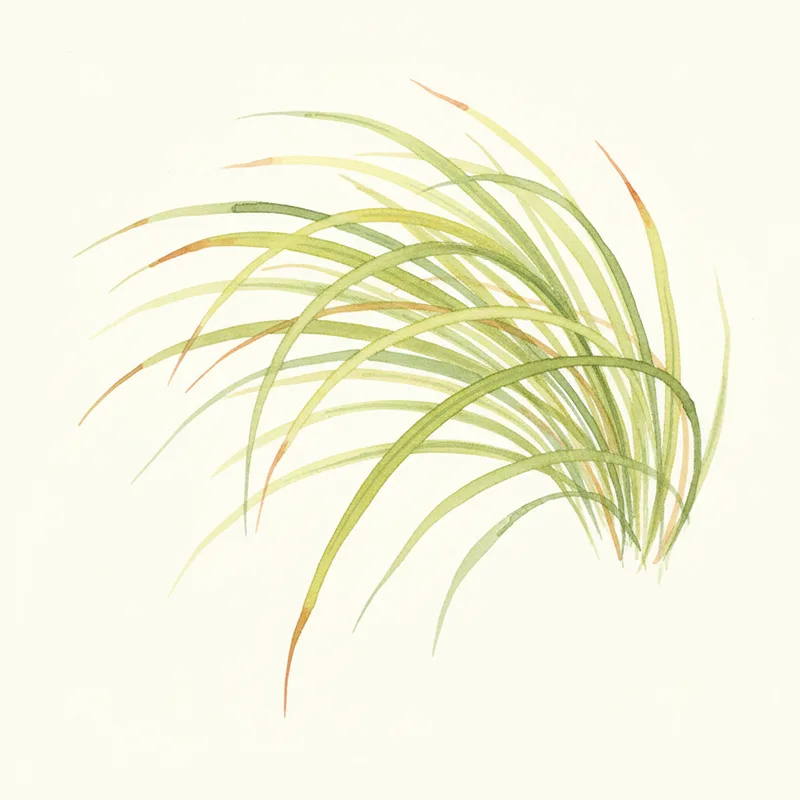 Japanese Forest Grass