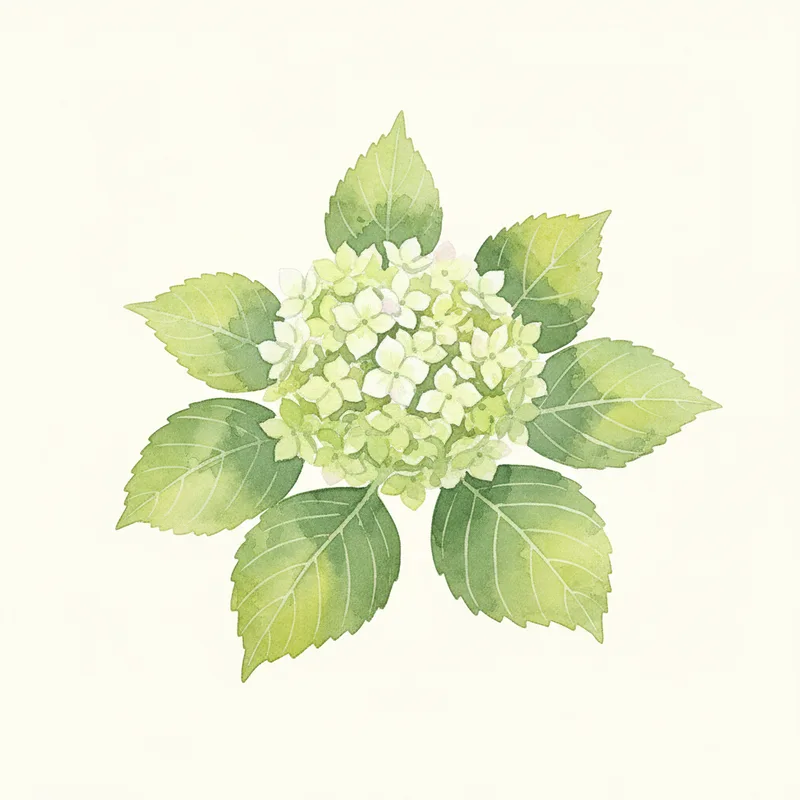 Little Lime Hydrangea