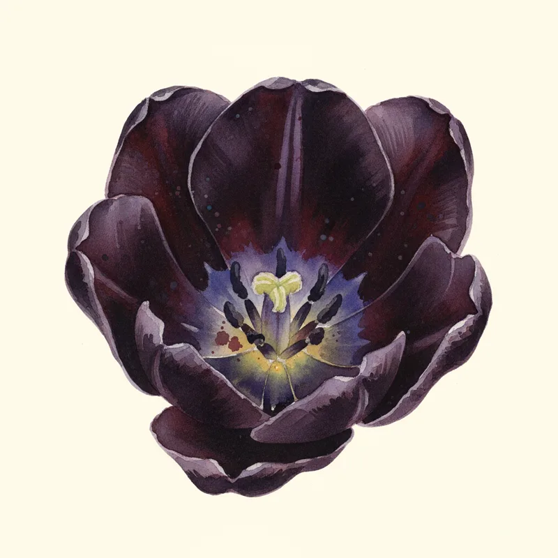 Queen of Night Tulip