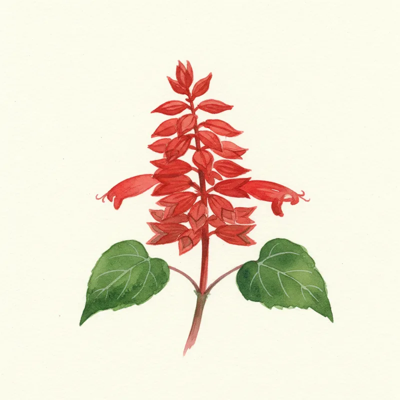 Scarlet Sage