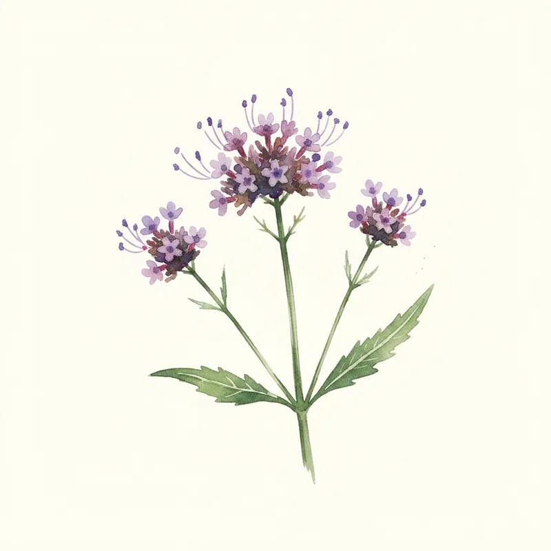 Tall Verbena