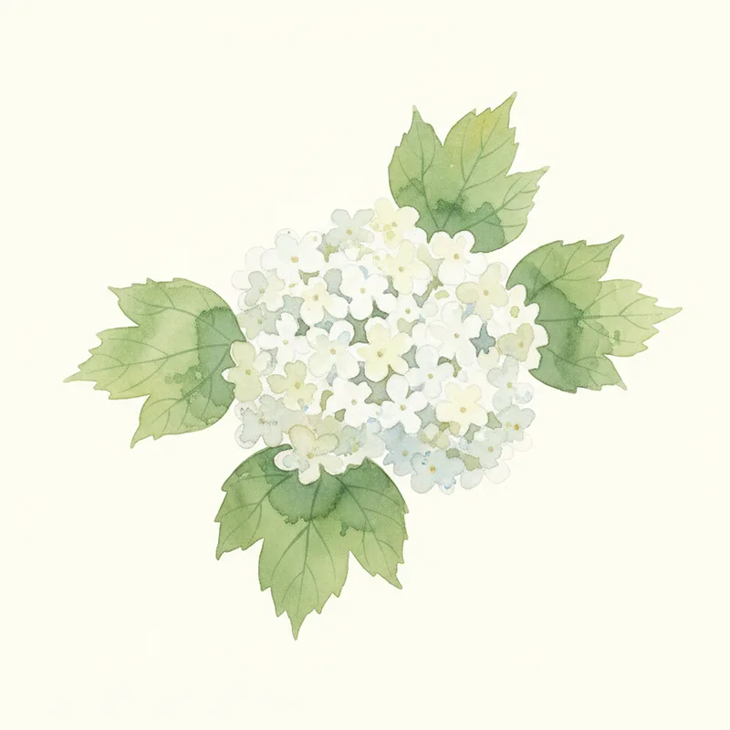 Viburnum